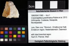 Foto (Objket + Etiketten) von Cracensigillatus gracilirostrus (Robins et al., 2013) 